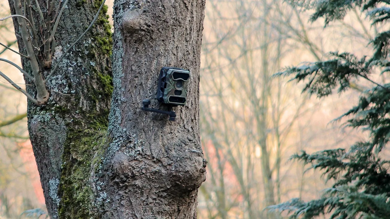 tree, nature, camera, wildlife camera, monitoring
